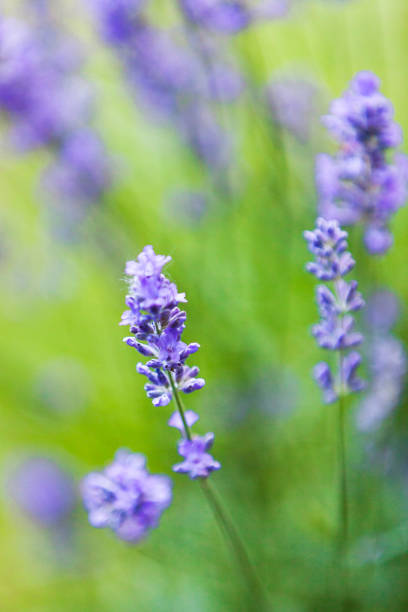 istock Purple Lavender (Lavandula) Flowers 2167304323