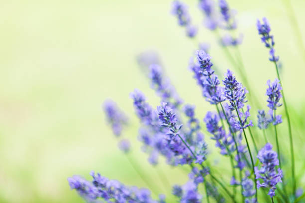 istock Purple Lavender (Lavandula) Flowers 2167304333
