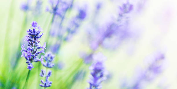 istock Purple Lavender (Lavandula) Flowers 2167304397