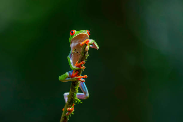 istock Red eyed tree frog in Costa Rica 2167304401