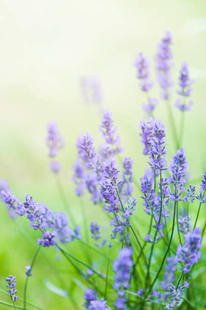 istock Purple Lavender (Lavandula) Flowers 2167304403