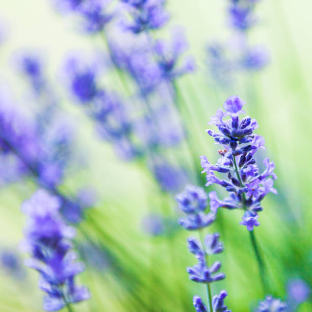 istock Purple Lavender (Lavandula) Flowers 2167304424