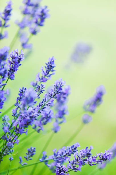 istock Purple Lavender (Lavandula) Flowers 2167304425