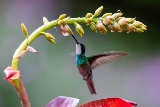istock Hummingbird, White-throated Mountain-gem flying 2167304437