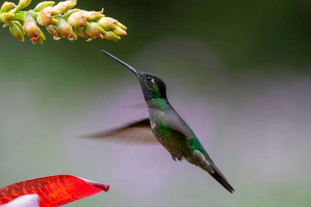 istock Magnificent Hummingbird male flying 2167304446