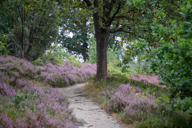istock A path through the forest during the blooming season 2167304522