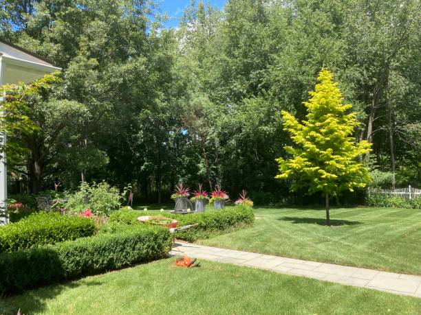 istock Metasequoia Tree Newly Planted 2167306604