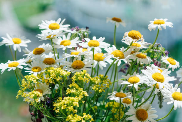 istock Bouquet of wild daisies and wildflowers on a sunny windowsill 2167306708