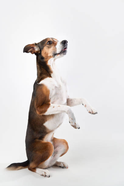 istock Mixed-Breed Dog Standing on Hind Legs 2167307458