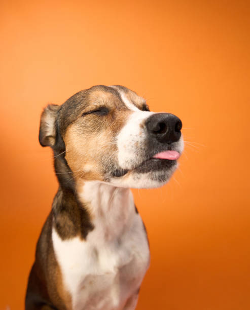 istock Mixed-Breed Dog with Tongue Out 2167307493