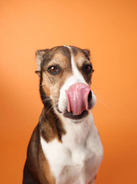 istock Mixed-Breed Dog Licking Nose 2167307498
