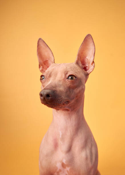 istock American Hairless Terrier with a Gaze 2167307511