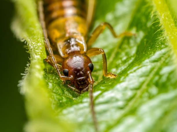 istock Common earwig hiding in the plant leaf 2167307748