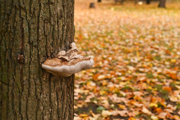 the tinder mushroom grows on the trunk of a tree