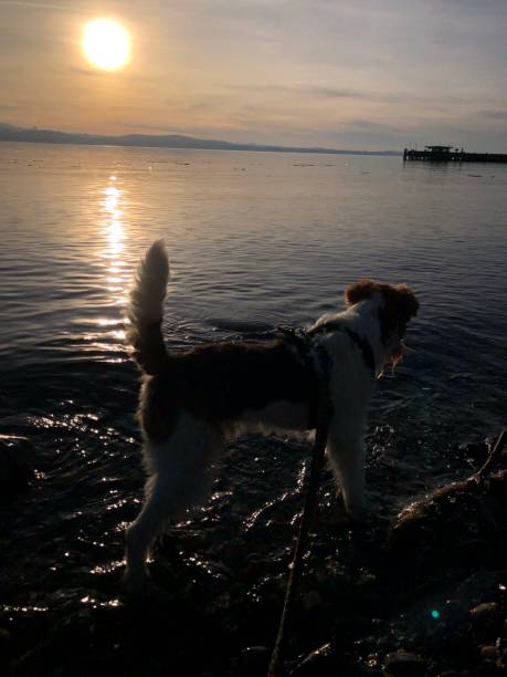istock A dog runs along the water's edge in the backlight 2167308934