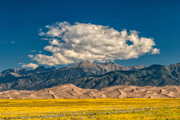 Yellow wildflowers, sand dunes, mountains and dramatic cumulus clouds at Great Sand Dunes National park