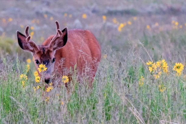 Mule Deer Buck Feeding on Prairie Sunflowers