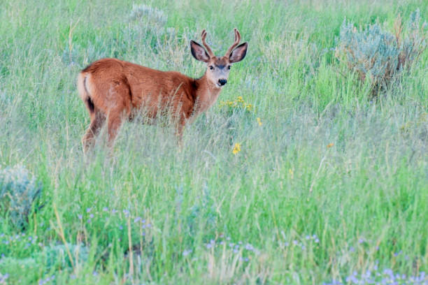istock Mule Deer Buck in Tall Grass and Wildflowers 2167308952