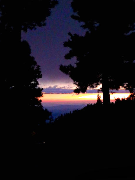 istock A mysterious night among the trees appears against a sky background 2167308985