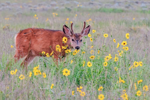 istock Young Mule Deer Buck Feeding on Sunflowers 2167308988