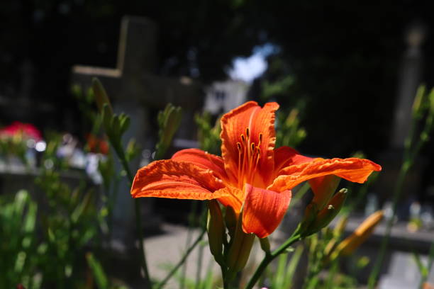 In Polish cemeteries, it is customary to plant many flowers. Often very beautiful ones.
