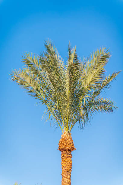 istock Palm tree with green leaves on blue background 2167310956