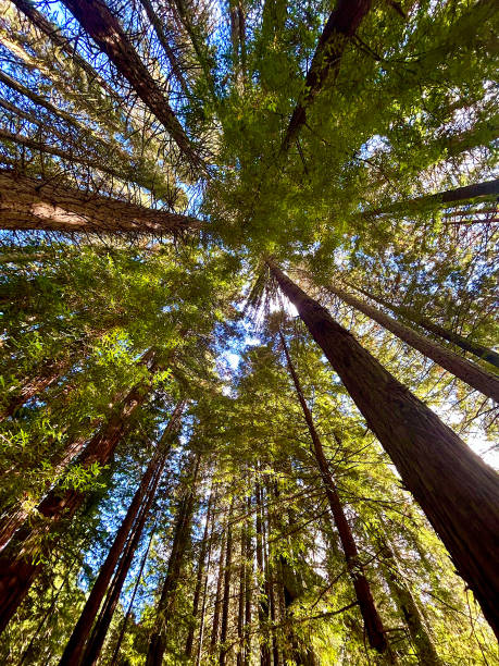 istock Upward View Among Tall Evergreen Trees With Blue Sly 2167311275