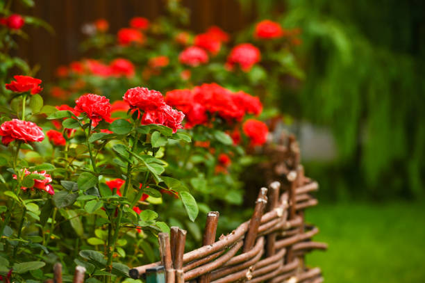 Roses Blooming By Fence In Back Yard