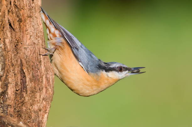 istock Sitta europaea aka Eurasian nuthatch with the seed in his beak in his typical position. Crawling on the tree. 2167312699