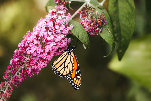A closeup shot blooming summer lilac isolated on a green blurry background