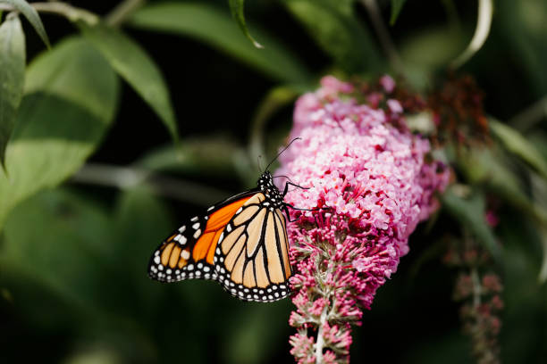 istock Monarch Butterfly on Buddleia Blossom 2167313878
