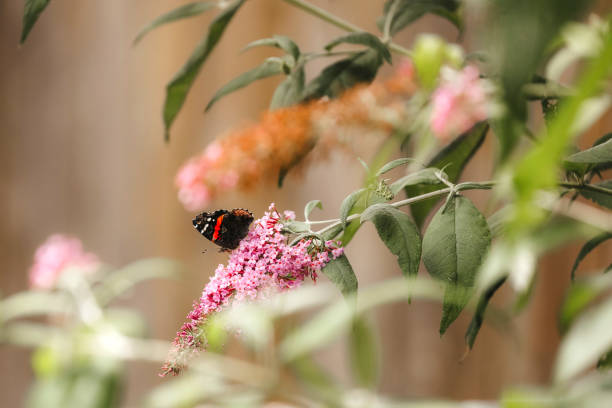 A red admiral butterfly, drinking nectar from the flowers of a buddleia bush. Shot with a Canon 5D Mark IV.