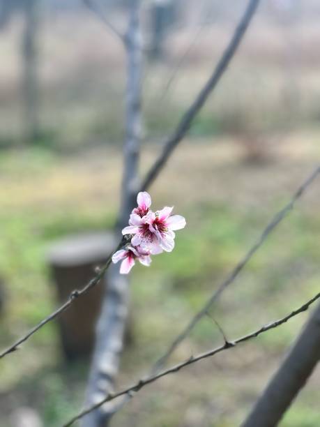 istock Prunus Dulcis Blossom: Elegant Almond Tree Flowers 2167318433