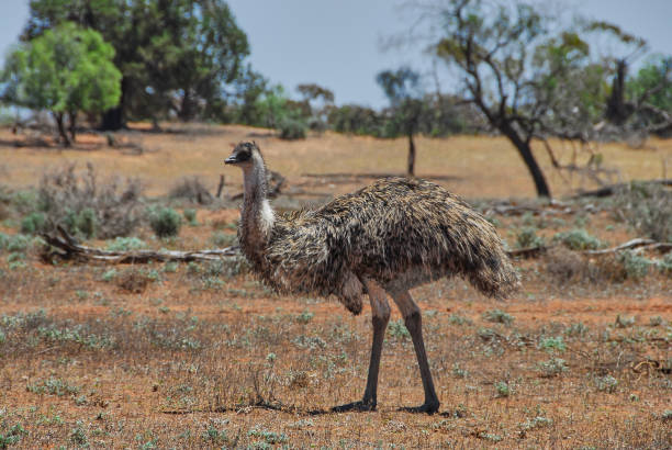 istock An Emu Walking In The Australian Outback. 2167318468