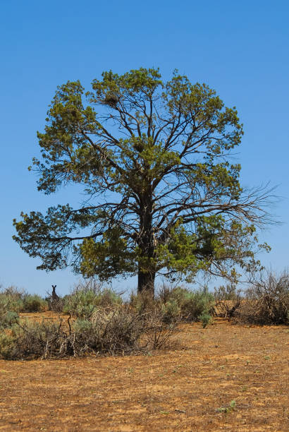 istock A Kangaroo Takes Shade Under A Tall Cypress Tree In The Australian Outback. 2167318470