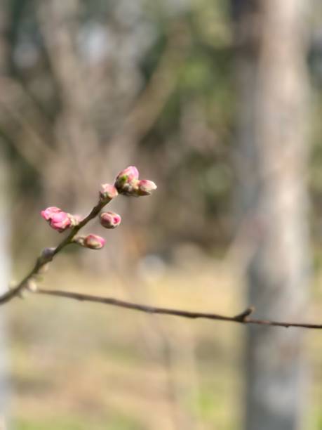 istock Prunus Dulcis Blossom: Elegant Almond Tree Flowers 2167318472