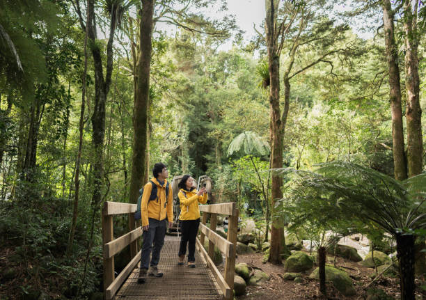 istock Two hikers in yellow jackets pause on a bridge to admire the forest. 2167319510