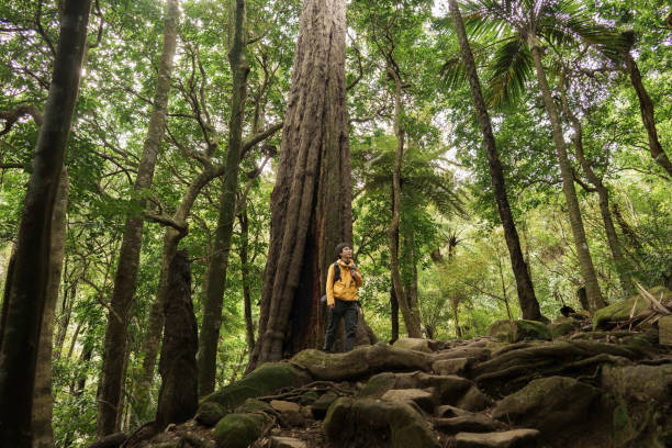 Shot at Wairere Falls Track, North Island, New Zealand. A young hiker in a yellow jacket stands at the base of a towering tree, surrounded by the dense greenery of a serene forest.