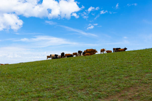 istock Animal Migration Scenery in Terlji National Park, Mongolia 2167324150