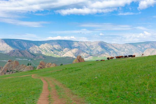 Animal Migration Scenery in Terlji National Park, Mongolia