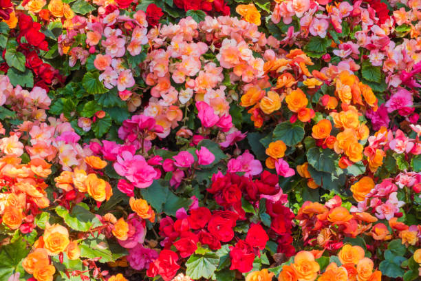 istock Many colorful Rose Blossoms close up 2167325357