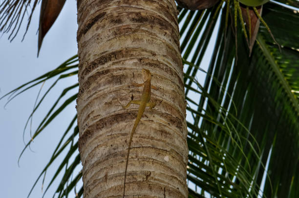 Calotes emma sits on a tree Thailand