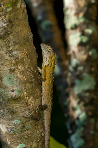 istock Calotes emma sits on a tree Thailand 2167326543