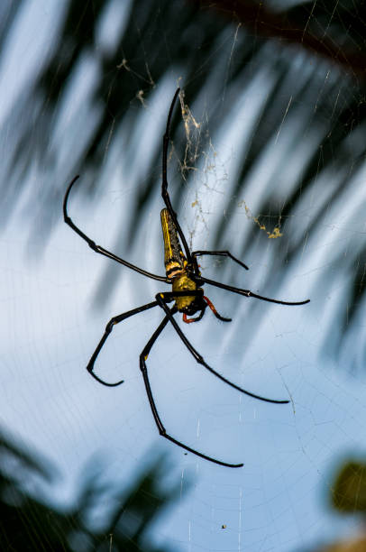 istock Nephila pilipes on a web. Macro photo of a spider 2167326557