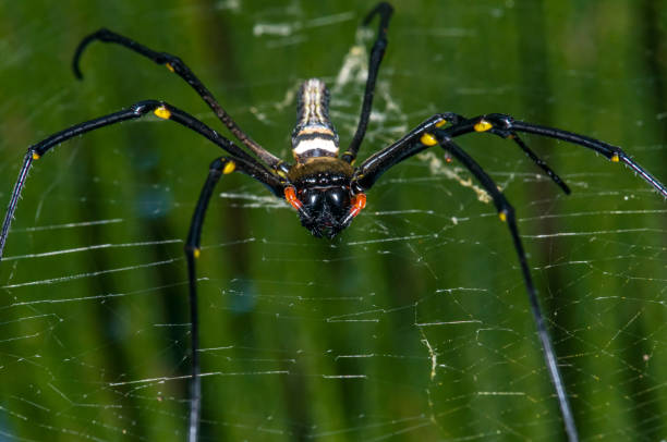 istock Nephila pilipes on a web. Macro photo of a spider 2167326577