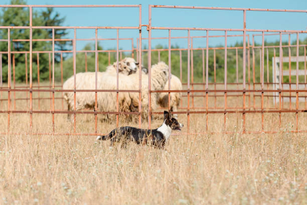 Herding Dog Guiding Sheep in Pasture