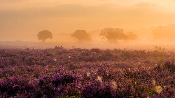 istock Breathtaking blooming heather fields at sunrise in Veluwe Zuiderheide, Netherlands 2167328911