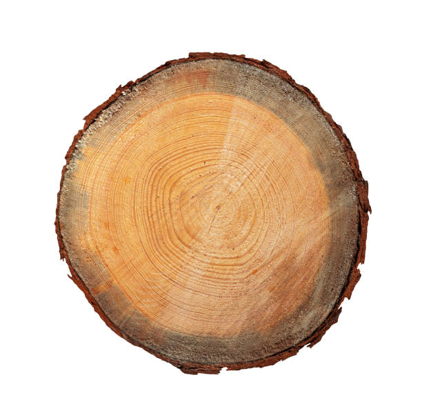 istock Slice Stump of Tree with Annual Rings. Isolated. File with Clipping Path. 2167329585