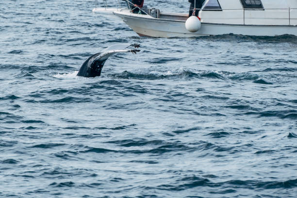 Humpback Whale Tail Emerging from Ocean Near Tour Boat.