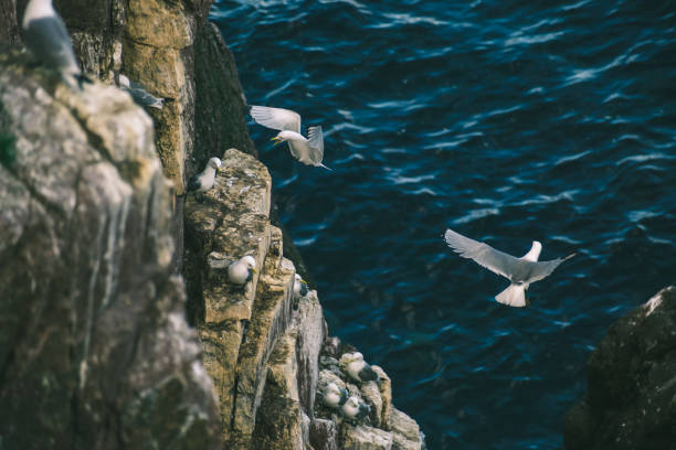 Seabirds Soaring and Perching on Rocky Cliff above Ocean